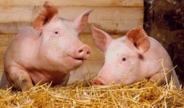У Молдові відмовилися від української свинини