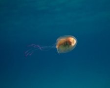 Фотограф показал живую рыбу внутри медузы