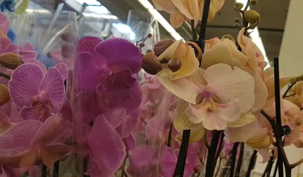 Орхидея, скриншот: YouTube
