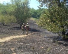 Запорізька Січ у вогні: заповідник Хортиця намагалися знищити