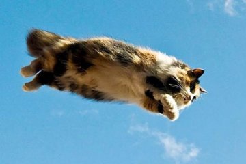 10 доказательств того, что коты могут летать (фото)