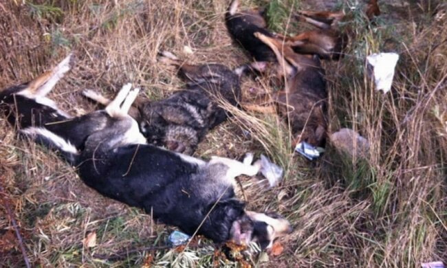 У Києві жорстоко вбили зграю собак (фото)