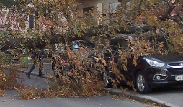 В центре столицы огромное дерево обрушилось на машины (фото)