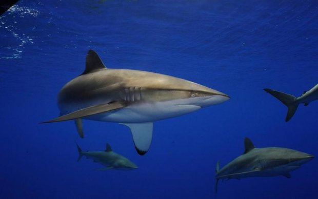 Бесстрашный рыбак показал, как приручить акул: видео