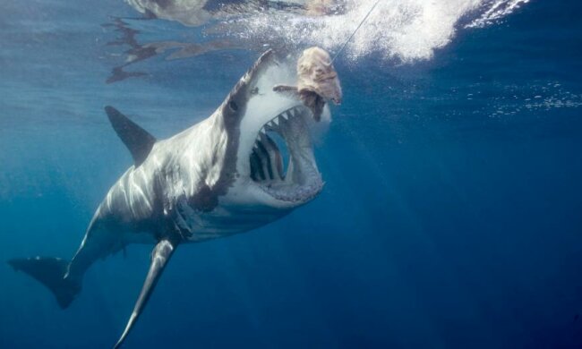 Ученые испытали бензопилу с акульих зубов