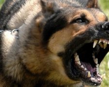 Собака вихователя волинського інтернату покусала дитину
