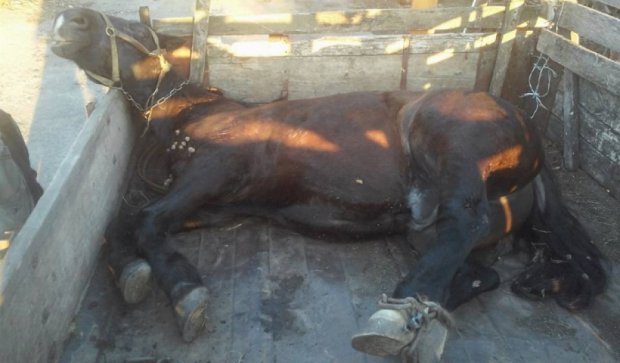 «Он умирал в муках 20 часов» - в Тернополе ради развлечения расстреляли коня