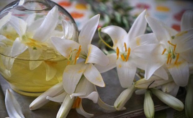 Квіти лілії, фото з вільних джерел