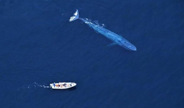 В сети опубликовали танец китов вокруг яхты (видео)