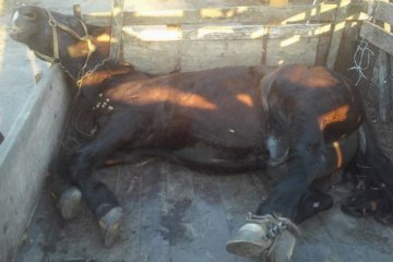 «Він помирав у муках 20 годин» - в Тернополі задля розваги розстріляли коня