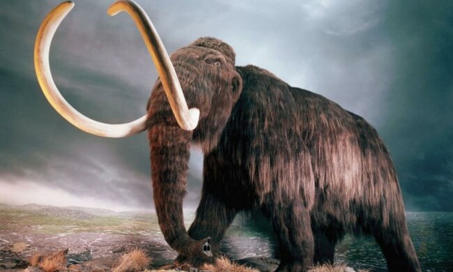 Господар знайшов рештки мамонта на своїй ділянці