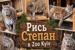 Рись Степан у Київському зоопарку