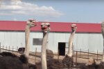 Скрін, відео YouTube страус