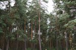 У лісі під Харковом виявили обгризені людські кістки