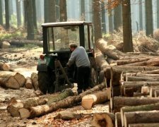Министр экологии запретил рубить деревья