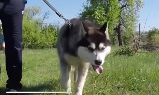 Хаскі, фото: скріншот з відео