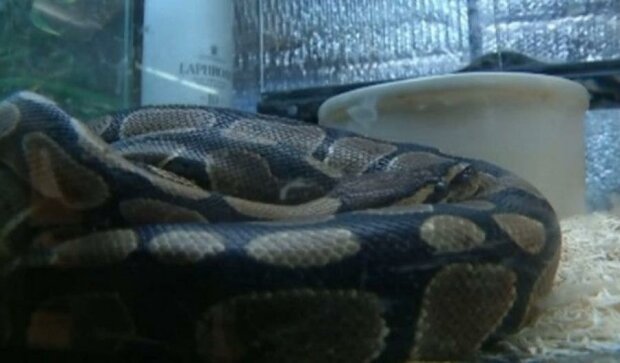 У США злодій запхав вкрадену змію собі у штани (відео)