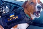 Пес Патрон, скріншот