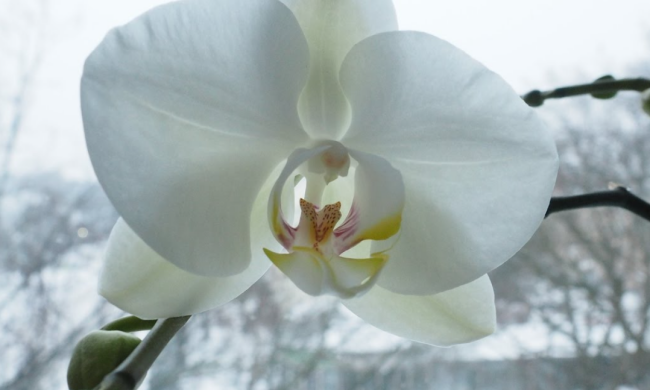 Орхидея, кадр из видео