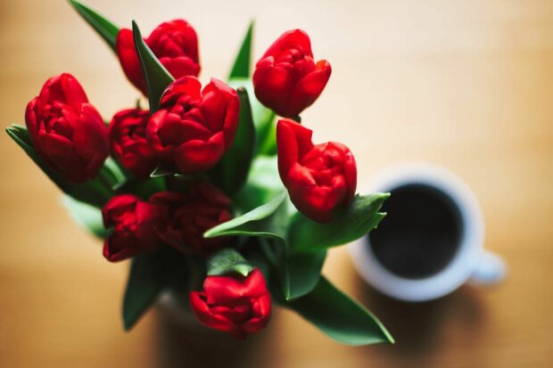 Тюльпани, фото: ukr.media