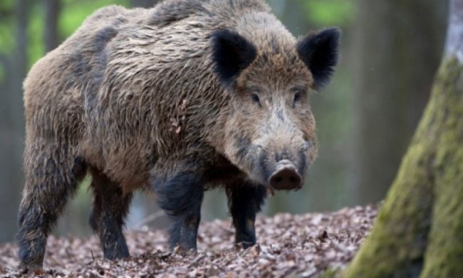На Харківщині хочуть влаштувати геноцид диких кабанів
