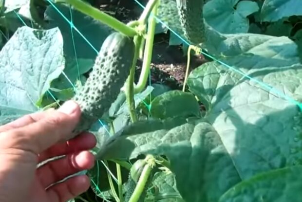 Вирощування огірків, скріншот з відео