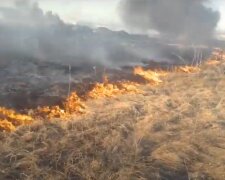 Горить сухостій, скріншот з відео