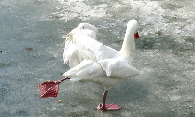 Мотрона Зимова 22 листопада: історія і традиції свята