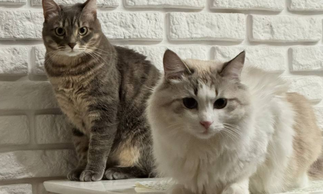 Котики, фото: Знай.ua