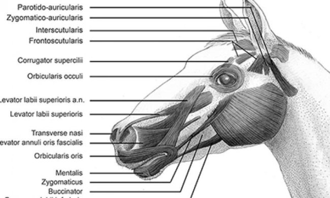 Кінь має близьку до людської міміку - вчені