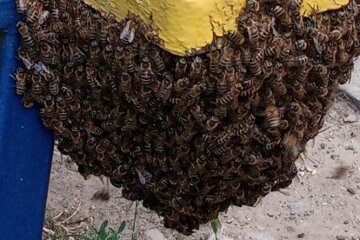 Присіли відпочити: у Харкові рій бджіл облюбував лавку в спальному районі