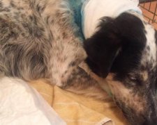 Шокуюча жорстокість: собаки стали жертвами експериментів підлітків