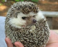 Їжак замість Собаки: астрологи озвучили прогноз за слов'янським календарем