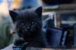 Кот в блиндаже пограничников бригады Гарт