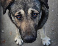 Живодеров накажут по новым правилам