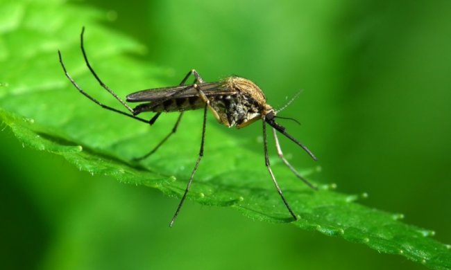 Зоологи знайшли байдужих комарів