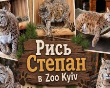 Рись Степан у Київському зоопарку