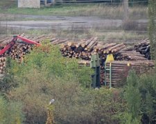 До набрання чинності заборони з Закарпаття похапцем вивозять ліс (фото)