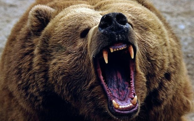 Він не кусається: ведмідь спробував запросити дівчину до себе в клітку проти її волі