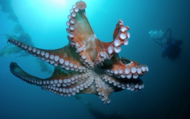 Осьминоги используют жала медуз как оружие