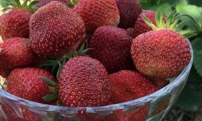 Цей розчин врятує вашу полуницю від гнилі та паразитів: боротьба без отрути