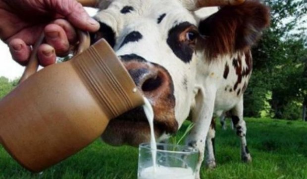 Винахідники вироблятимуть молоко без корів