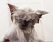 Мокрая кошка