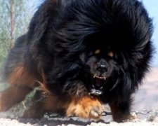 Собака в захваті від швидкої їзди (відео)