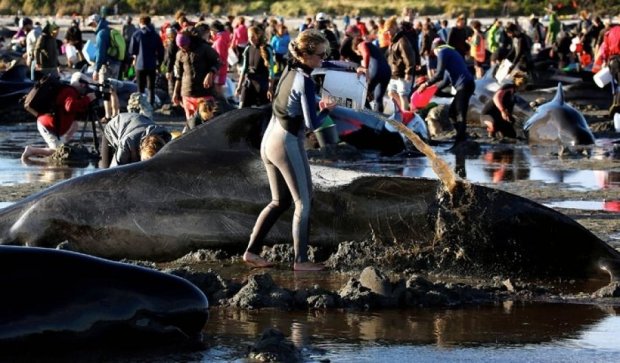 Волонтери врятували життя сотням китів-самогубців