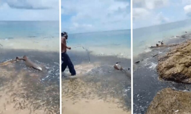 Акули, фото: Facebook