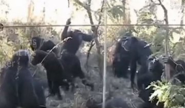 Шимпанзе скорбили и плакали над телом своего друга