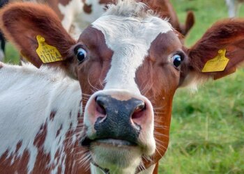 Корова, скриншот: YouTube