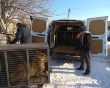 На Донбасі неадекватний охоронець зоопарку накинувся на журналістів: камеру розіб’ю нах*р і собак спущу