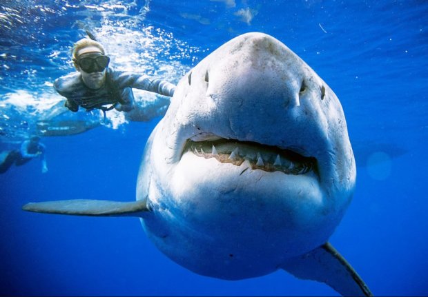 Дайвер заліз в пащу акули-людожера заради ефектного кадру: відео